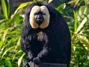 обезьяна фото животного