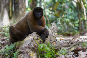 обезьяна фото животного