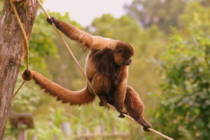 обезьяна фото животного