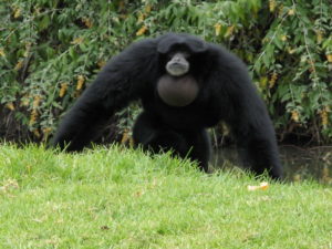 какие бывают виды обезьян названия и фото