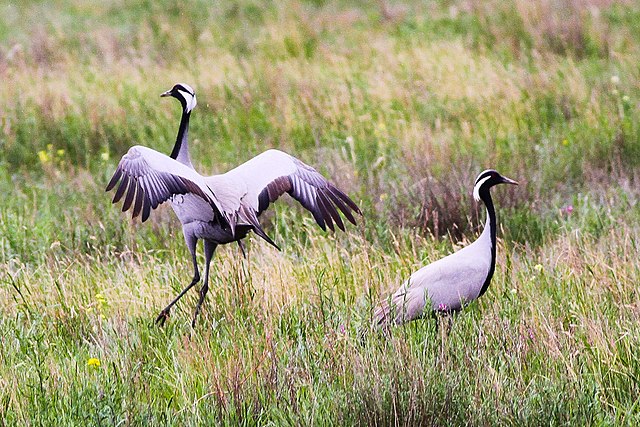 Малый журавль (красавка) Малый журавль (красавка)
