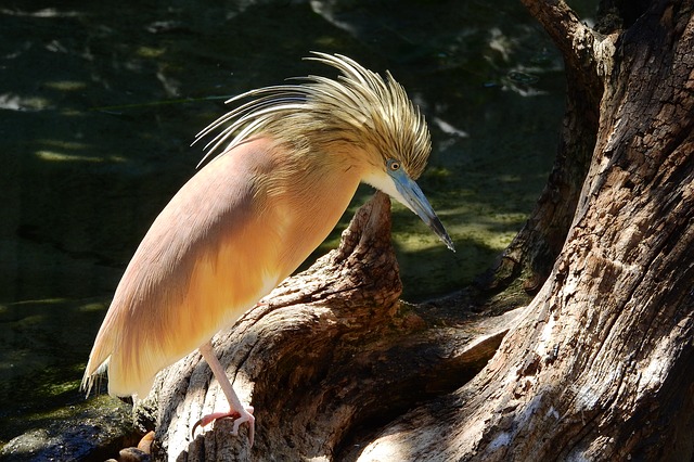 Желтая цапля Желтая цапля