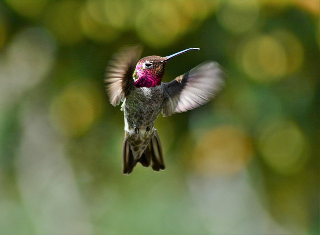 Колибри Колибри