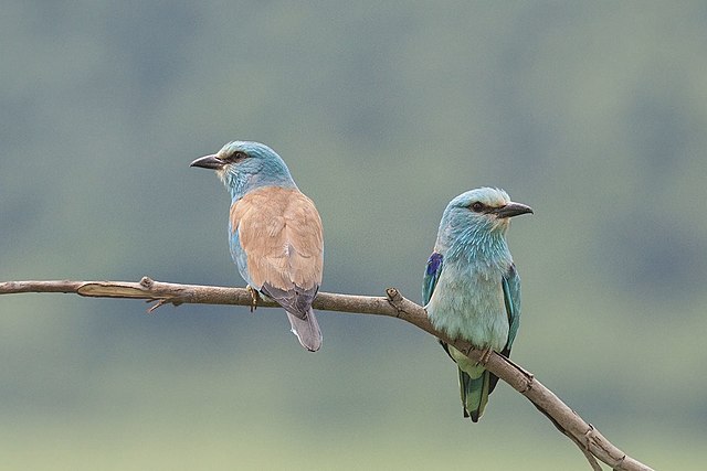 Сизоворонки Сизоворонки