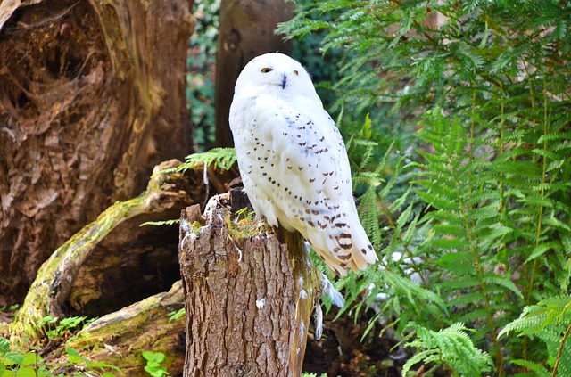 Белая (полярная) сова Белая (полярная) сова