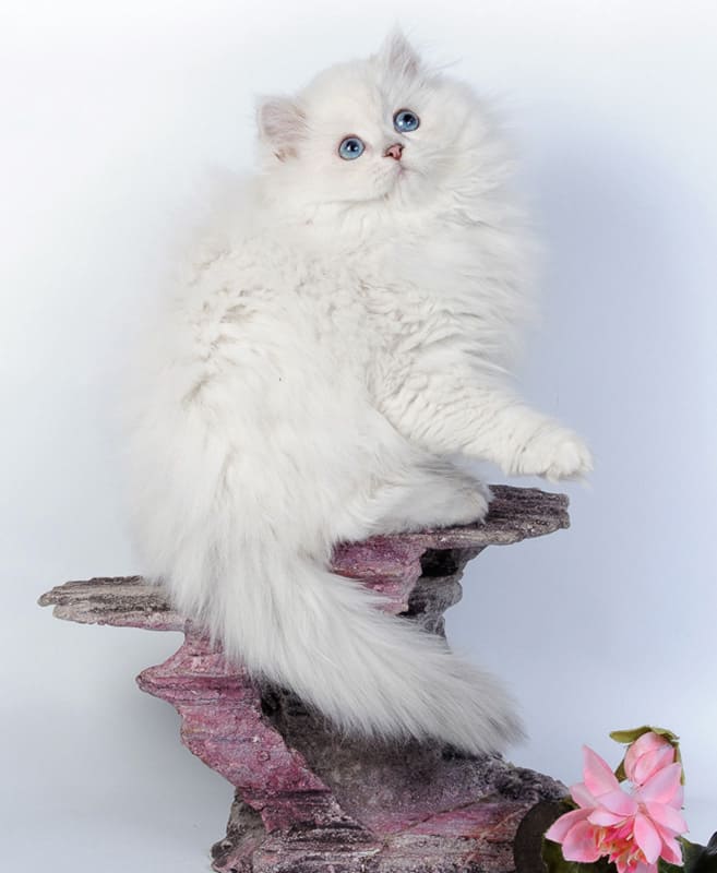 dlinnosherstnaja-chernaja-serebristaja-zavualirovannaja-kolor-point-blh-ns-12-33