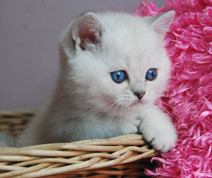 chernyi-serebristyi-zatushevannyi-kolor-point-bri-ns-11-33