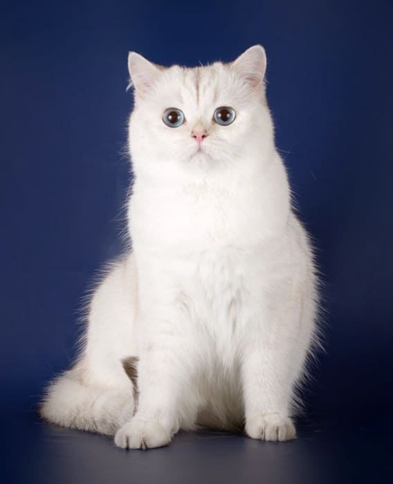 ns-11-33-chernyi-serebristyi-zatushevannyi-point