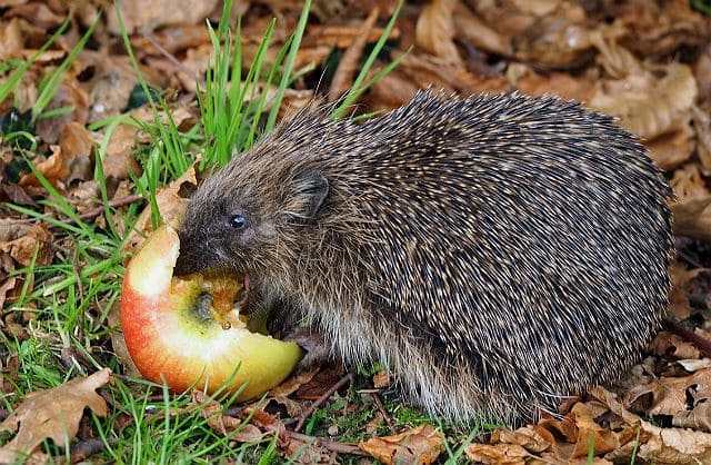 Чем кормить ежика - овощи и фрукты