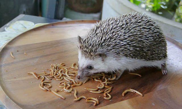 Чем кормить ежика - насекомые
