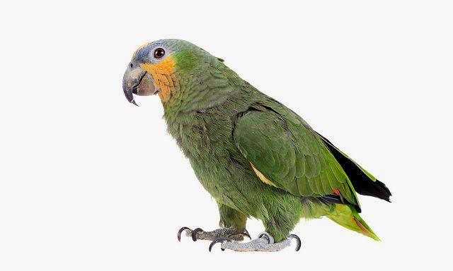 Попугай амазон - вид сбоку