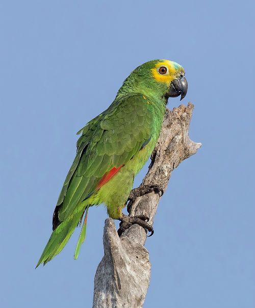 Попугай амазон - чем питается