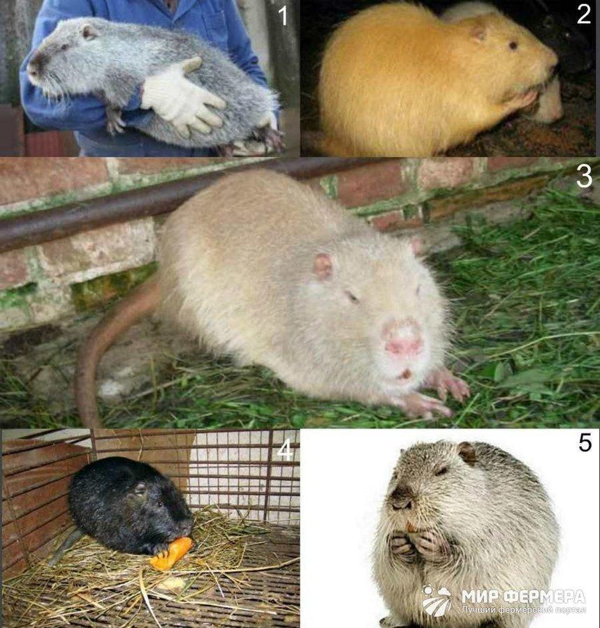 содержание нутрий