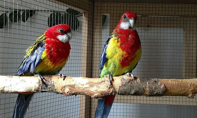 Попугаи розелла в клетке
