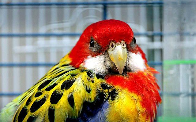 Лучшие породы домашних попугаев и советы по выбору птиц