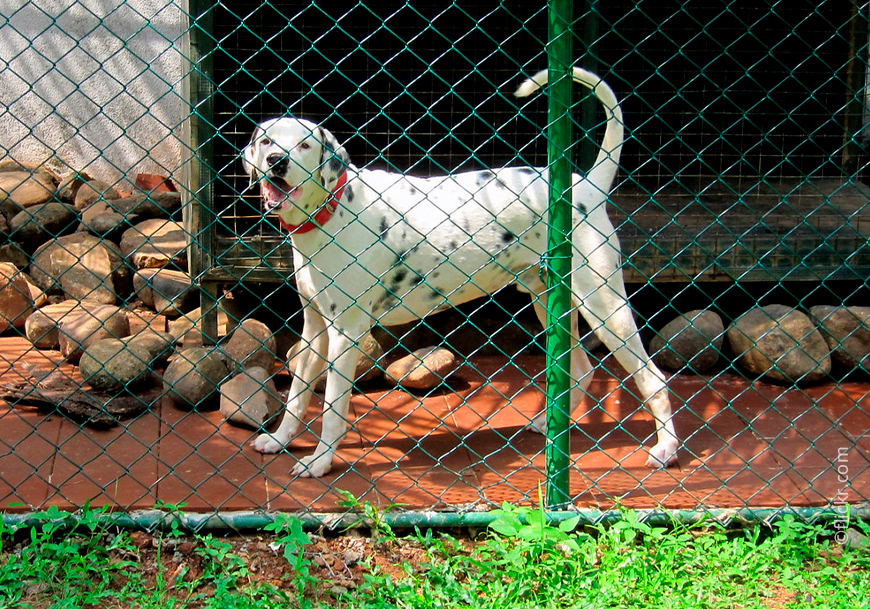 Крупные сторожевые породы собак лучше всего чувствуют себя в загородном доме