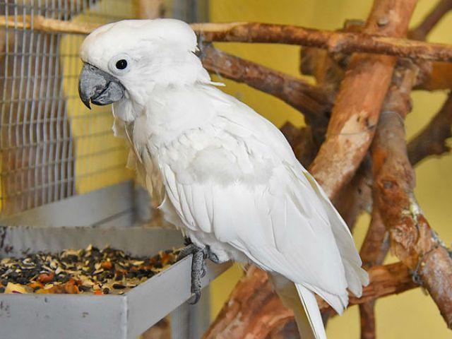 Белый какаду альба - содержание в домашних условиях