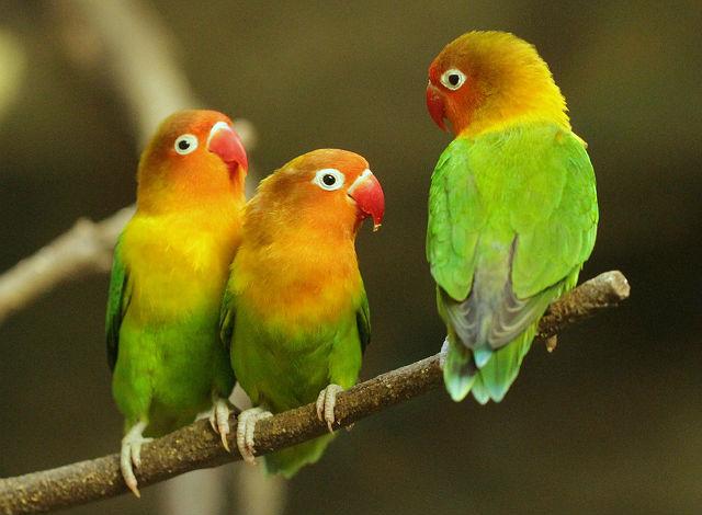 Три попугая-неразлучника