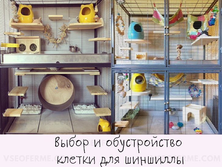 Уход за шиншиллой в домашних условиях в квартире, выбор и оборудование клетки