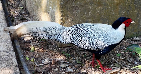 Серебряные фазаны имеют довольно узкий ареал обитания