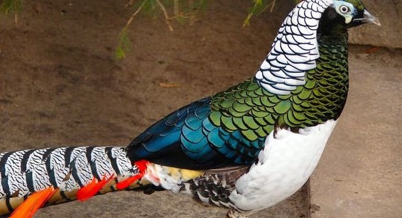 представители вида конкурируют с золотистой породой пернатых