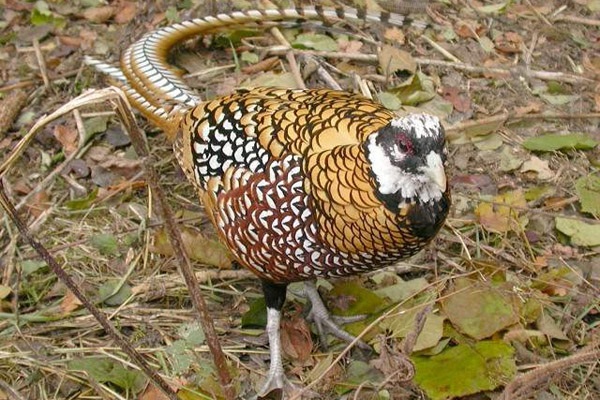 королевский фазан – самый крупный представитель породы