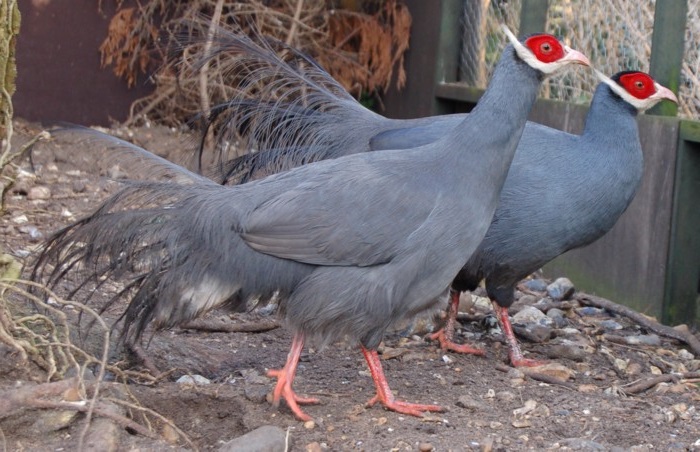 разведения в домашних условиях, то заводчику нужно подготовить просторный вольер для содержания парами