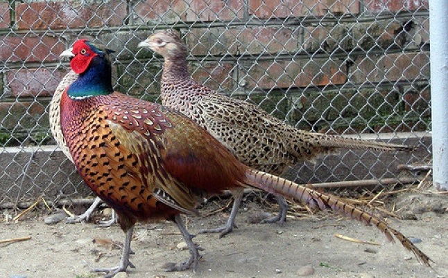 Средняя масса тела охотничьего фазана