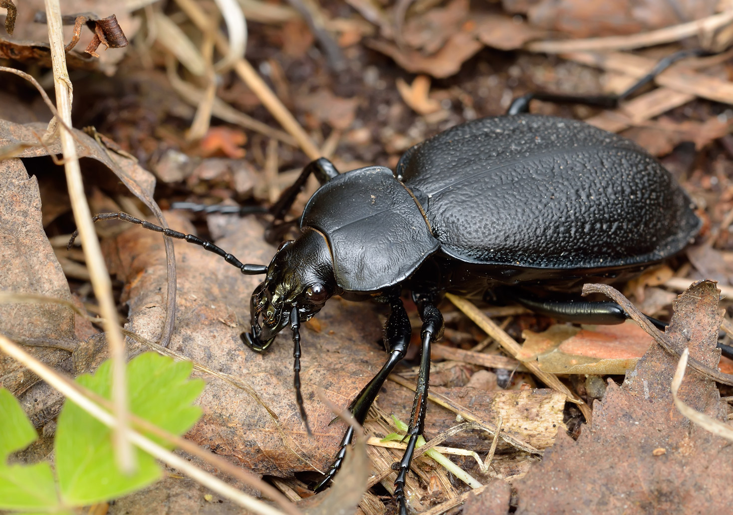 Жужелица Гелбера