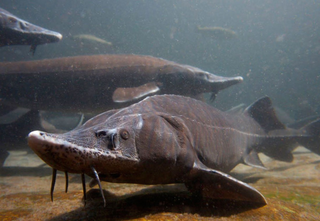 Сибирский осетр