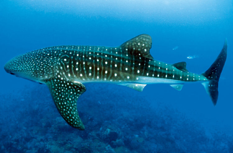 Китовая акула