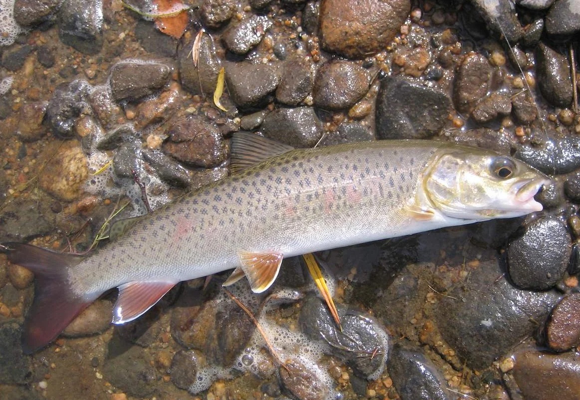 Серебристый ленок