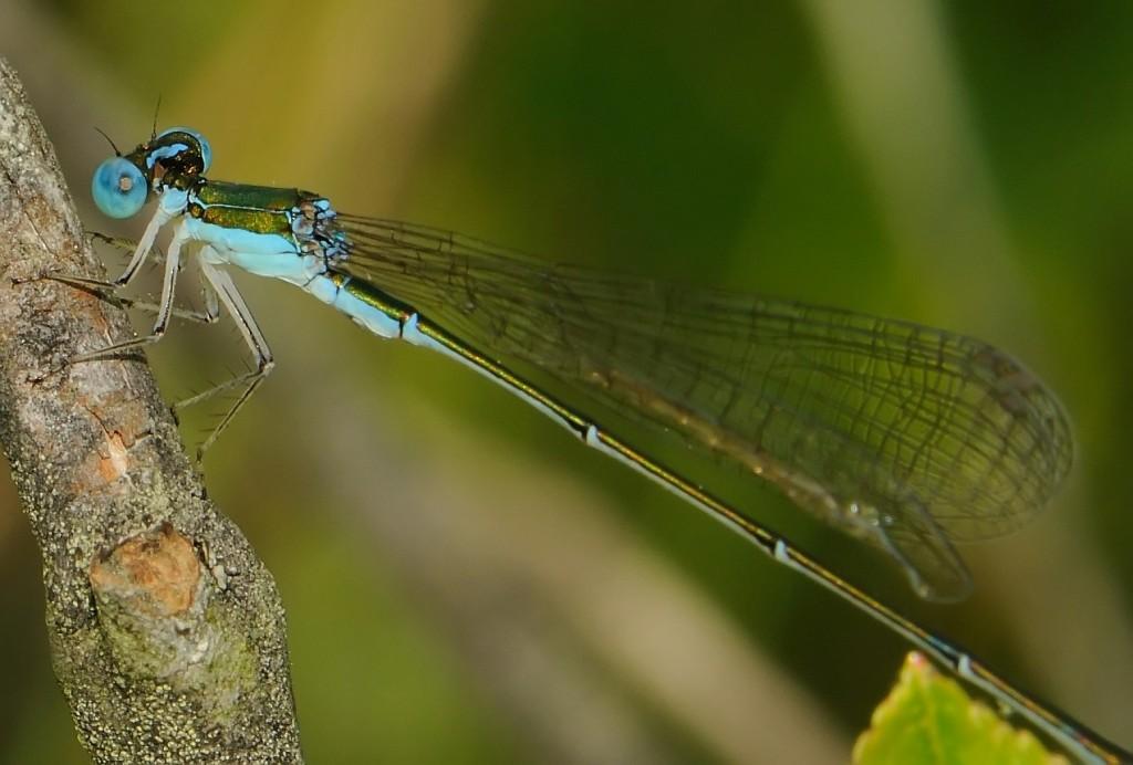 Мелкая нехаленния