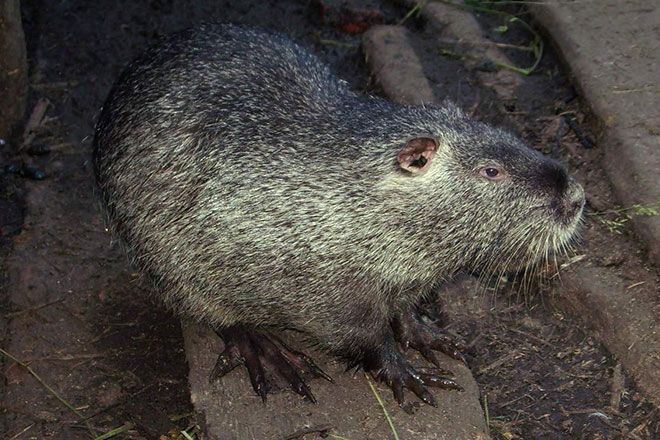 Нутрия в сарае