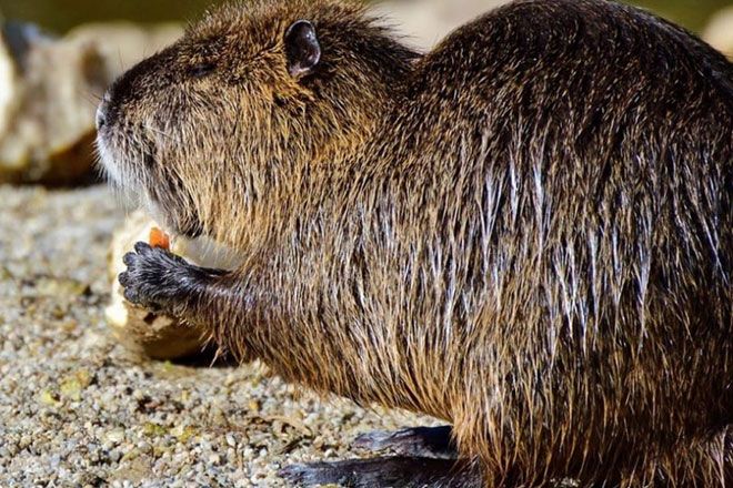 Нутрия ест