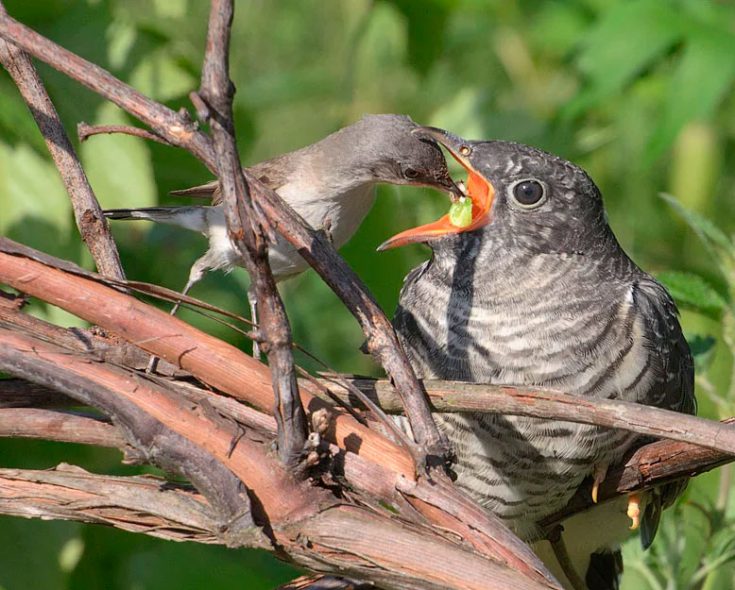 птенцы кукушки в гнезде птенцы кукушки в гнезде