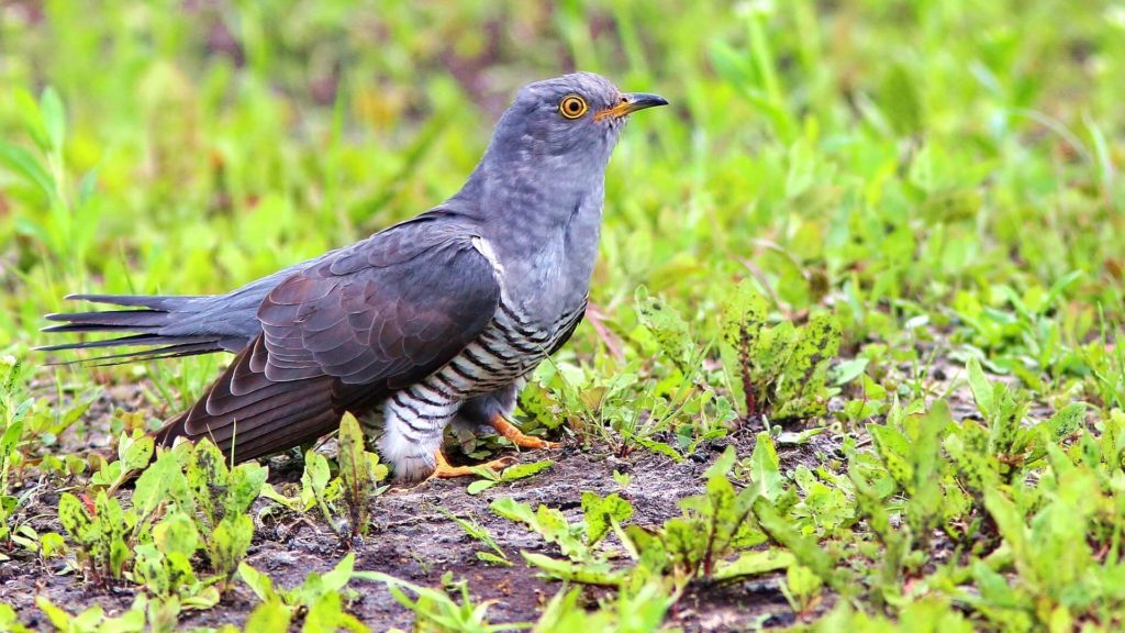 кукушки размножение кукушки размножение