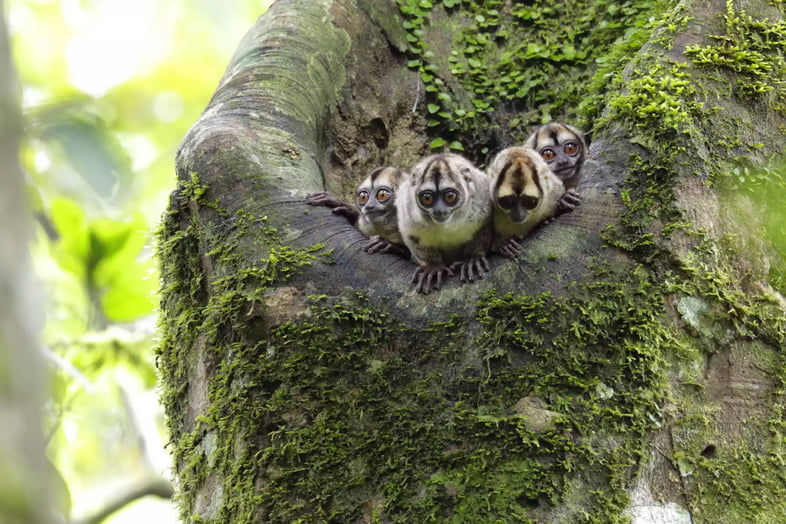 Шумная мирикина Спикса в национальном парке Ясуни, Эквадор