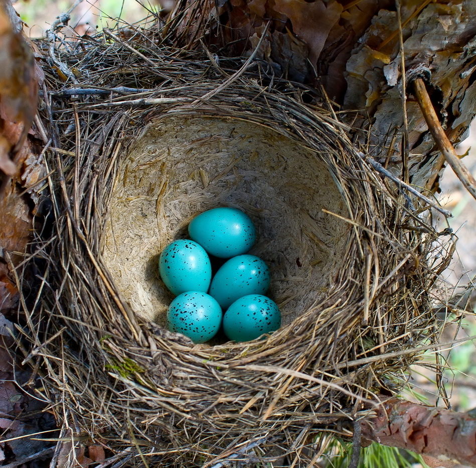 гнездо дроздов гнездо дроздов