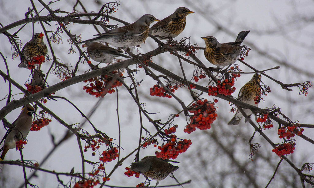 дрозды образ жизни дрозды образ жизни