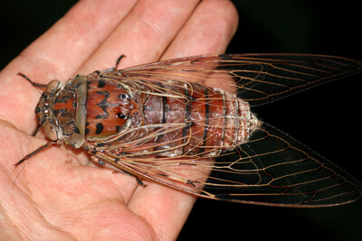 Цикада царственная (Megapomponia imperatoria, или Pomponia imperatoria)