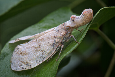 Суринамская фонарница – цикада-крокодил