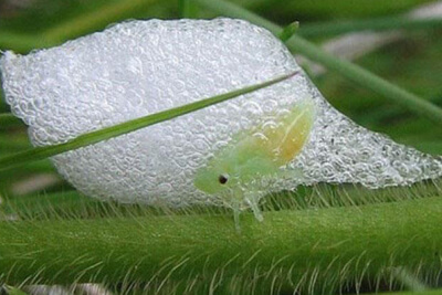 Цикада пенница слюнявая