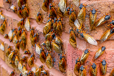 Цикада периодическая (Cicada septemdecim)