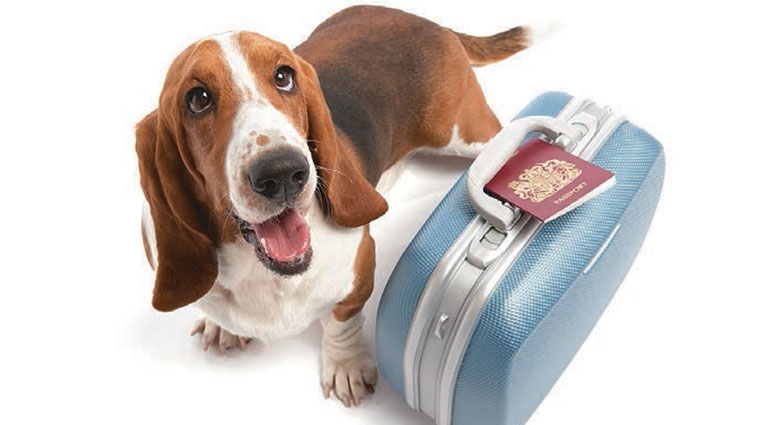 как получить родословную на собаку