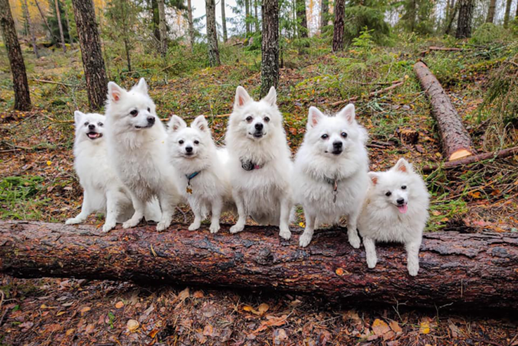 Вольпино итальяно