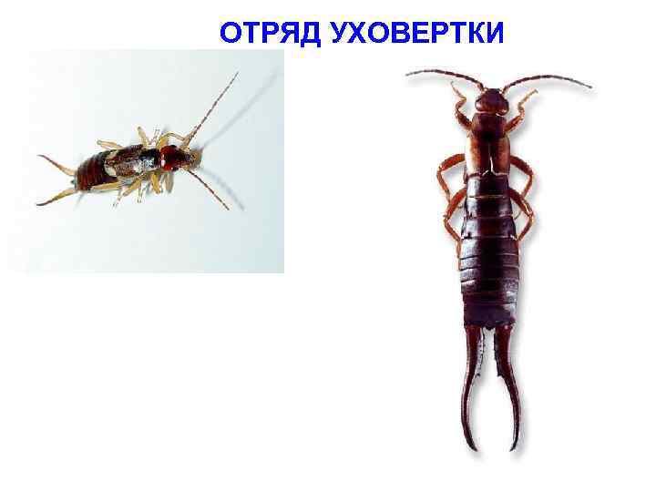 Чем опасна уховертка – узнаем всю правду