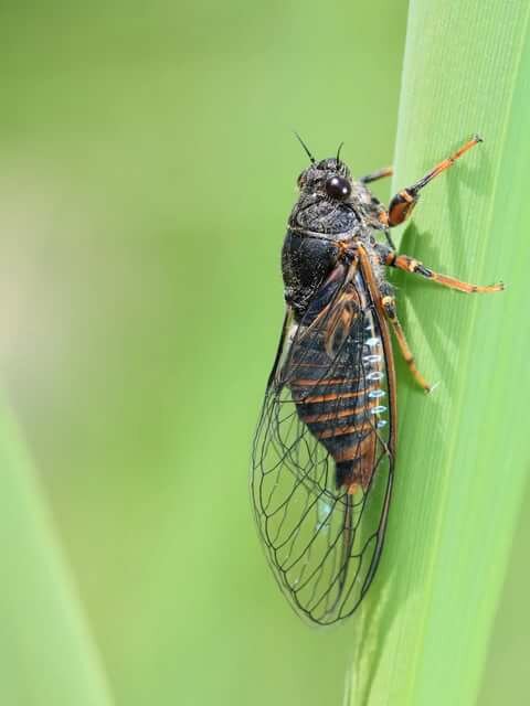 Виды мух - их фото, названия и описание