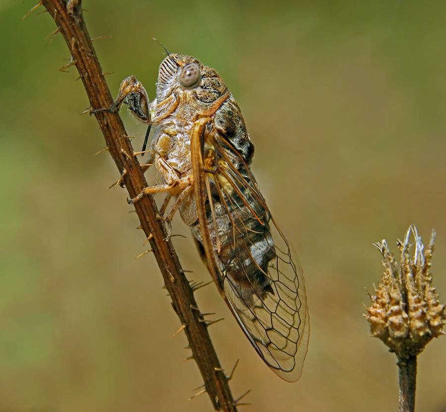 Описание и фото мухи цикады