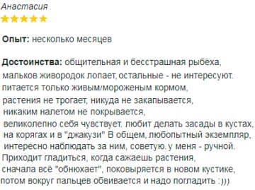 Макрогнатус глазчатый (аквариумный угорь): уход, совместимость с другими рыбками, содержание рыбки, фото, продолжительность жизни